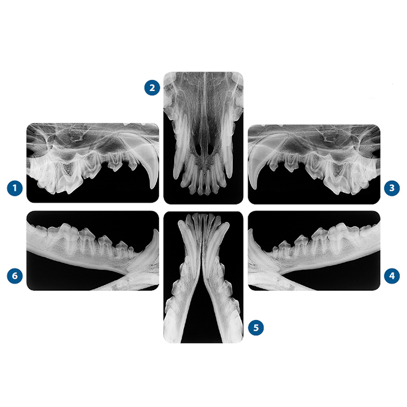 Dentales Speicherfoliensystem CR7 Vet